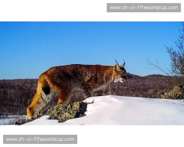 荒野终极对决:当孤傲的巨熊遭遇饥饿的狼群,谁才是森林真正的主宰?